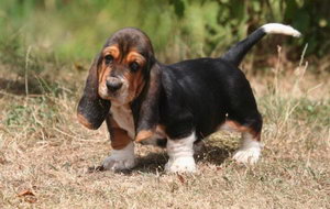 巴吉度犬怎么洗澡 巴吉度犬洗澡流程詳解