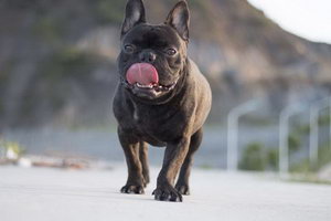 法斗不能吃的食物有哪些 法國(guó)斗牛犬不能吃的食物大全