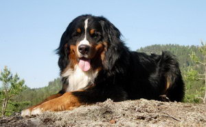 伯恩山犬吃什么狗糧好 伯恩山犬狗糧選購技巧