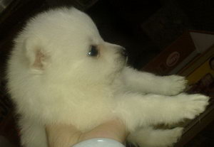 銀狐犬腳怎么護(hù)理 銀狐犬趾部護(hù)理方法