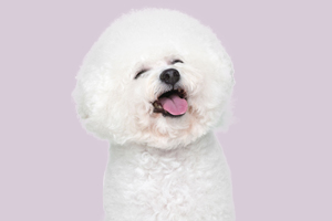 小比熊愛咬人怎么辦