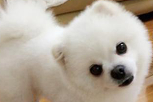 小狗在家到處拉尿怎么辦