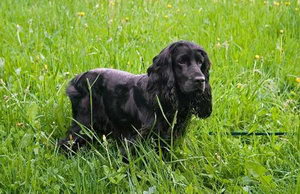 英國(guó)可卡犬怎么洗澡 英國(guó)可卡犬洗澡方法