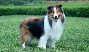 喜樂蒂怎么護(hù)理 喜樂蒂牧羊犬日常護(hù)理方法