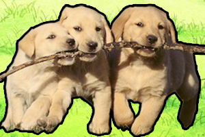 一個(gè)多月的小狗咬人怎么辦