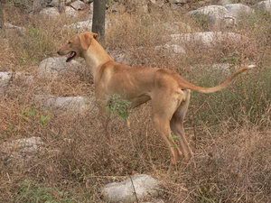 細(xì)犬吃什么毛發(fā)色澤好 中國(guó)細(xì)犬吃什么對(duì)毛色好