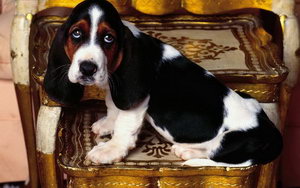 巴吉度犬毛發(fā)怎么護(hù)理 巴吉度犬毛發(fā)護(hù)理心得分享