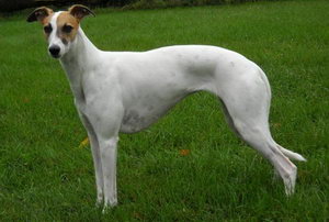 惠比特犬吃什么狗糧好 惠比特犬狗糧選購技巧