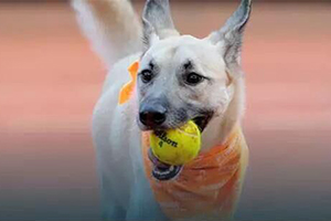 怎么訓(xùn)練狗叼球