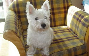 西高地白梗怎么梳毛 西高地白梗日常梳毛注意要點(diǎn)