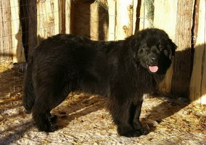 紐芬蘭犬毛發(fā)打結(jié)怎么辦 紐芬蘭犬毛發(fā)打結(jié)解決方法