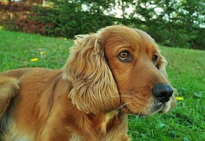 美國(guó)可卡犬怎么洗澡 美國(guó)可卡犬洗澡流程