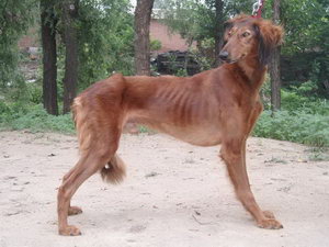 細(xì)犬怎么洗澡 中國(guó)細(xì)犬洗澡方法及注意事項(xiàng)