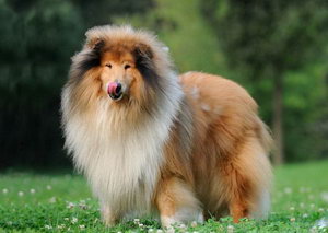 蘇格蘭牧羊犬什么時(shí)候不能洗澡 蘇格蘭牧羊犬不能洗澡情況