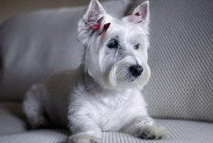 西高地白梗怎么護(hù)理 西高地白梗日常護(hù)理注意事項(xiàng)