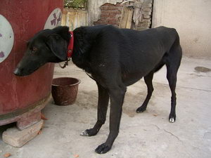 細(xì)犬幼犬怎么養(yǎng) 剛帶回家兩三個(gè)月的中國(guó)細(xì)犬照顧方法