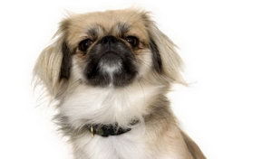 京巴犬幼犬?dāng)嗄毯笤趺礃?北京犬幼犬?dāng)嗄毯笪桂B(yǎng)方法