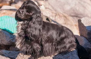 英國(guó)可卡犬怎么養(yǎng) 英國(guó)可卡犬飼養(yǎng)方法