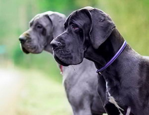 大丹犬毛發(fā)怎么梳理 大丹犬毛發(fā)梳理方法