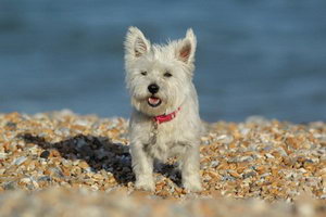 西高地白梗幼犬怎么養(yǎng) 兩三個(gè)月的小西高地白梗喂養(yǎng)方法