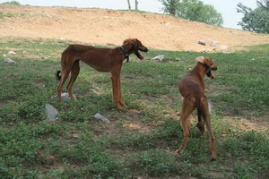 細(xì)犬怎么養(yǎng) 中國(guó)細(xì)犬飼養(yǎng)方法