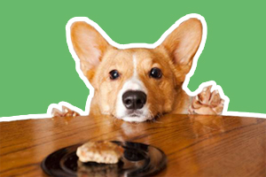 狗狗吃食物太急怎么辦