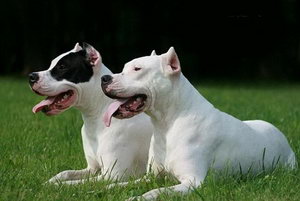 杜高犬幼犬怎么養(yǎng) 杜高犬幼犬飼養(yǎng)注意事項(xiàng)