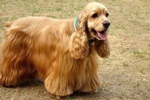 美國(guó)可卡犬怎么美容 美國(guó)可卡犬美容方法