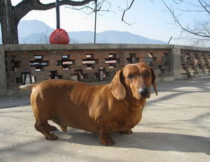 臘腸犬吃什么狗糧好 臘腸犬狗糧選擇推薦