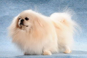 京巴犬吃什么毛發(fā)更好 北京犬吃什么食物毛發(fā)更有光澤