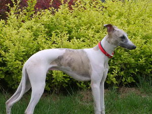 惠比特犬怎么美容 惠比特犬美容步驟詳解