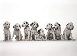 斑點狗怎么護理 大麥町犬(斑點狗)日常護理常識