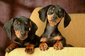 臘腸犬怎么自制狗糧 臘腸犬自制狗糧配方介紹