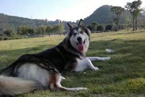 小狗懷孕的注意事項