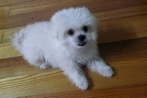 馬爾濟斯幼犬一天喂幾次 馬爾濟斯幼犬喂養(yǎng)方法