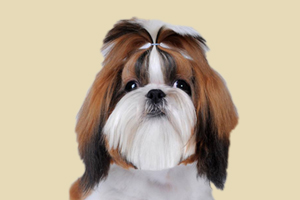 西施犬什么時候配種