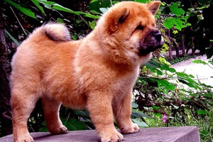 松獅犬懷孕的癥狀