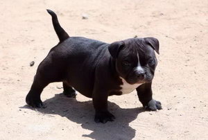 美國惡霸犬怎么洗澡 美國惡霸犬洗澡步驟流程