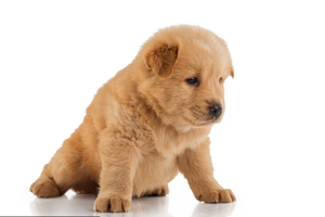 松獅生產(chǎn)注意事項