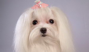 馬爾濟斯犬什么時候打疫苗 馬爾濟斯犬打疫苗時間介紹