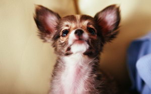 吉娃娃怎么美容 吉娃娃美容方法