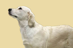 拉布拉多產(chǎn)后吃什么