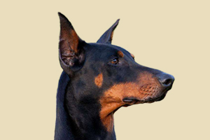 杜賓犬什么時候發(fā)情