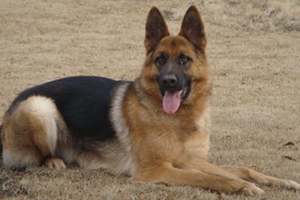 德牧產(chǎn)后吃什么奶水多