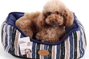 狗狗生產(chǎn)的時(shí)候怎么辦