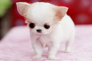 一個月茶杯犬怎么養(yǎng) 茶杯犬幼犬養(yǎng)殖注意事項