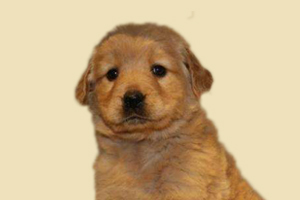 金毛產(chǎn)前有什么預兆