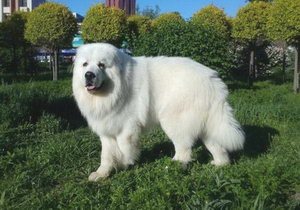 大白熊犬怎么養(yǎng) 大白熊犬喂養(yǎng)注意事項