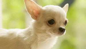 吉娃娃怎么洗澡 吉娃娃洗澡注意事項