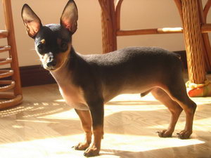 小鹿犬自制狗糧怎么做 迷你杜賓犬自制狗糧搭配推薦